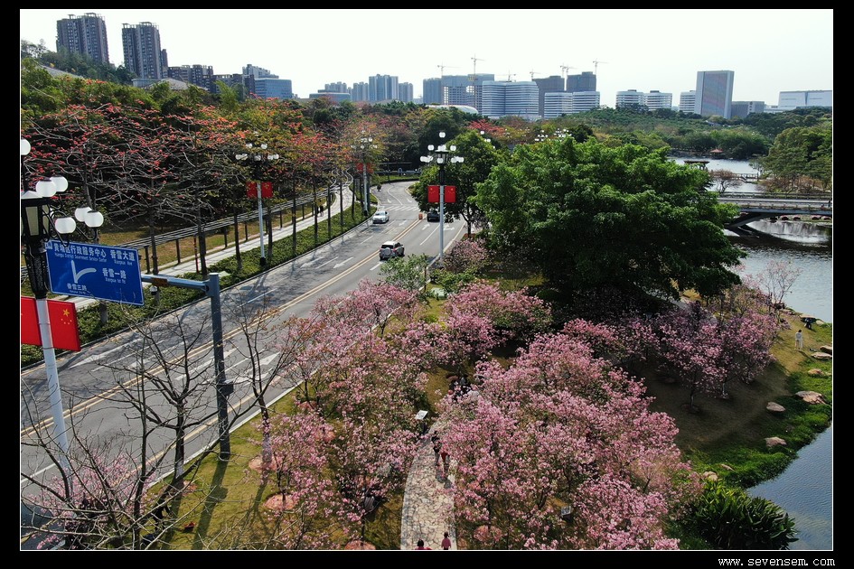 黃埔創業公園賞櫻花2021