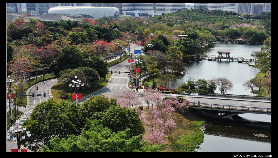 黃埔創業公園賞櫻花2021